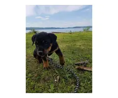 Litter of Full Blooded Rottweilers - 5