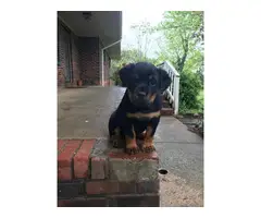 Litter of Full Blooded Rottweilers - 6