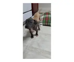 Tan and Brindle Pitbull puppies - 5