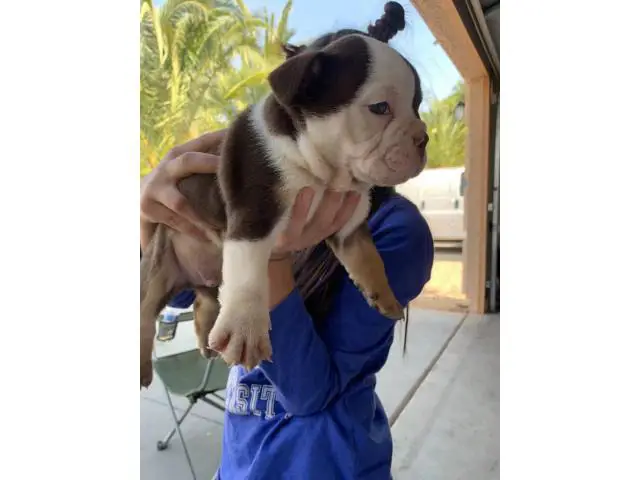 4 AKC English Bulldog puppies
