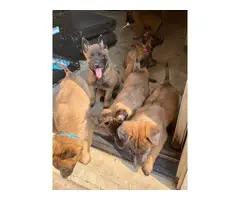 7 Belgian Malinois puppies for sale