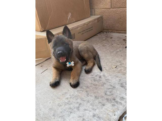 7 Belgian Malinois puppies for sale Las Vegas - Puppies for Sale Near Me