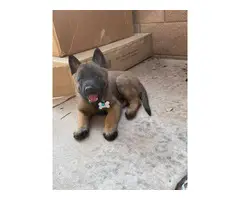 7 Belgian Malinois puppies for sale - 2