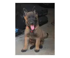 7 Belgian Malinois puppies for sale - 4