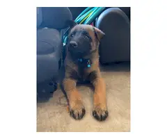 7 Belgian Malinois puppies for sale - 5