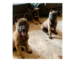 7 Belgian Malinois puppies for sale - 6
