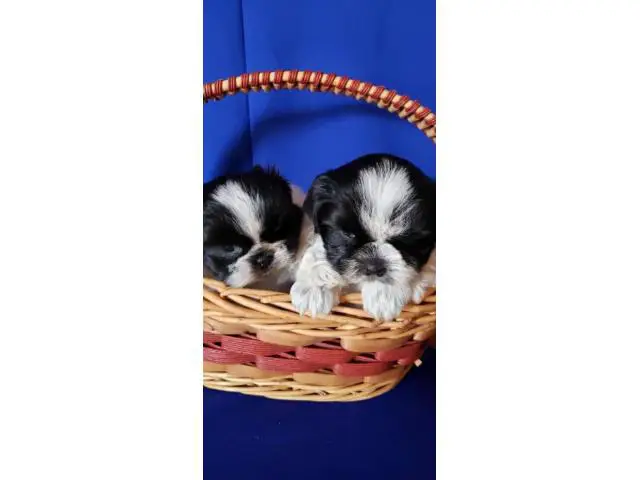 2 adorable Shih Tzu puppies