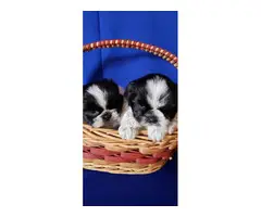 2 adorable Shih Tzu puppies