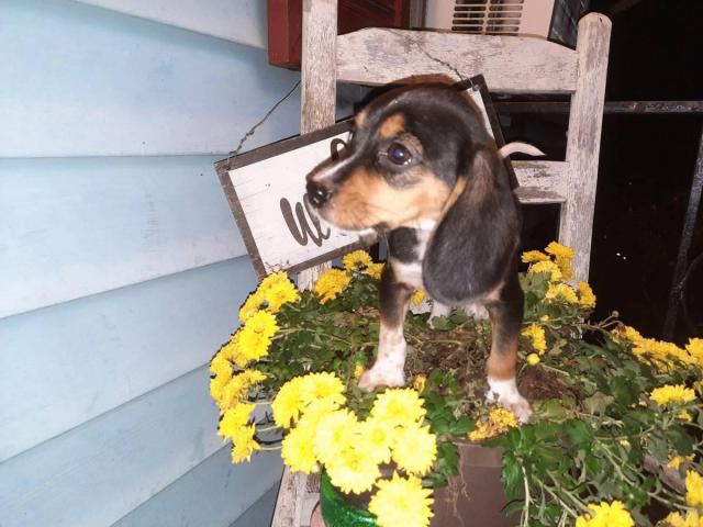 2 beagle puppies needing a loving home in Fayetteville ...