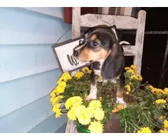 2 beagle puppies needing a loving home