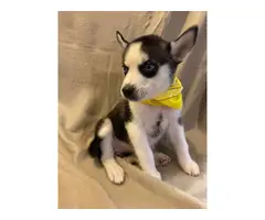 6 Husky Puppies for new homes