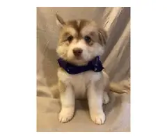 6 Husky Puppies for new homes - 3