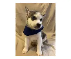 6 Husky Puppies for new homes - 6