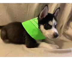 6 Husky Puppies for new homes - 7