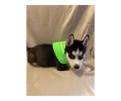 6 Husky Puppies for new homes - 8
