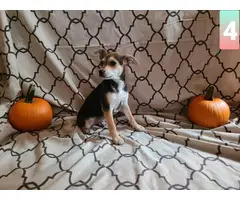 6 Jagdterrier Mix Puppies for Sale