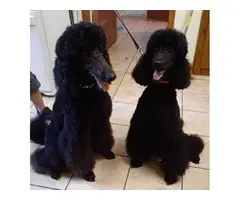 10 females and 3 males AKC Standard Poodles - 3