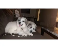 Two 5 months old great pyrenees puppies