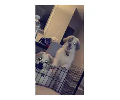 Two 5 months old great pyrenees puppies