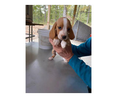 beagle lemon puppies females rabbit near