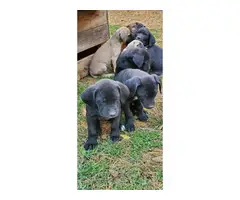 6 females and 1 male Bull Daniff puppies for sale - 7