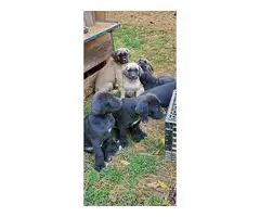 6 females and 1 male Bull Daniff puppies for sale - 8