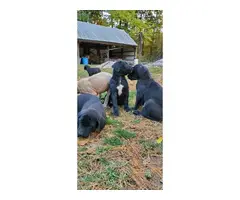 6 females and 1 male Bull Daniff puppies for sale - 9