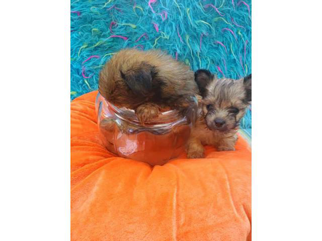 3 males teacup morkie puppies in Michigan