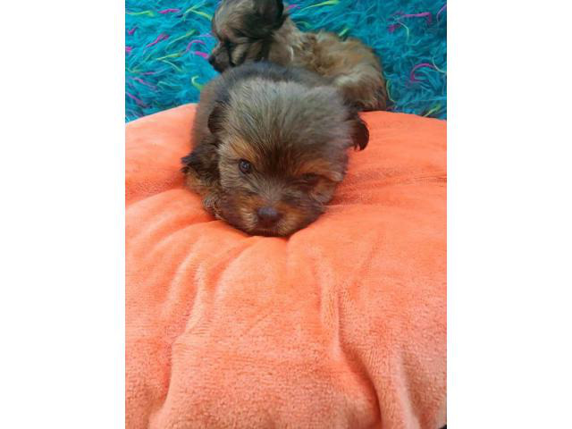 3 males teacup morkie puppies in Jacksonville, Florida