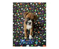 Rehoming 5 males boxer puppies - 3