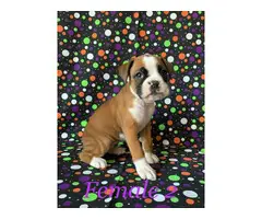 Rehoming 5 males boxer puppies - 12