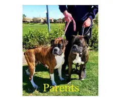 Rehoming 5 males boxer puppies - 16