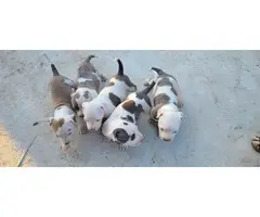 5 females pitbull puppies available