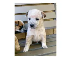 6 Gorgeous Red Heeler Puppies for Sale