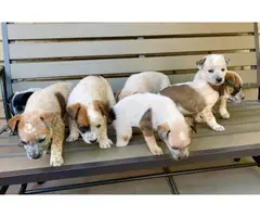 6 Gorgeous Red Heeler Puppies for Sale - 2