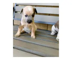 6 Gorgeous Red Heeler Puppies for Sale - 5