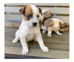 6 Gorgeous Red Heeler Puppies for Sale - 6