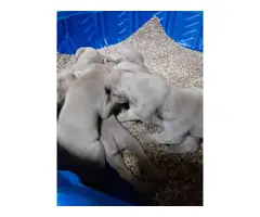 Silver-grey Weimaraner puppies for sale