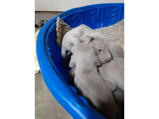 Silver-grey Weimaraner puppies for sale - 3/5