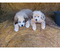 Two 9 weeks old Great Pyrenees Puppies for Sale