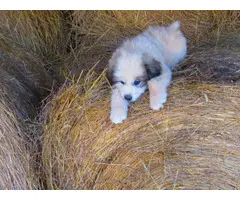 Two 9 weeks old Great Pyrenees Puppies for Sale
