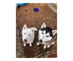 4 males fullblooded husky puppies - 4