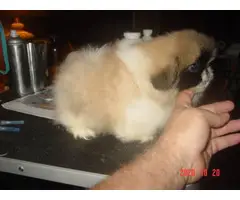 10 weeks old healthy Pekingese puppy for sale - 5