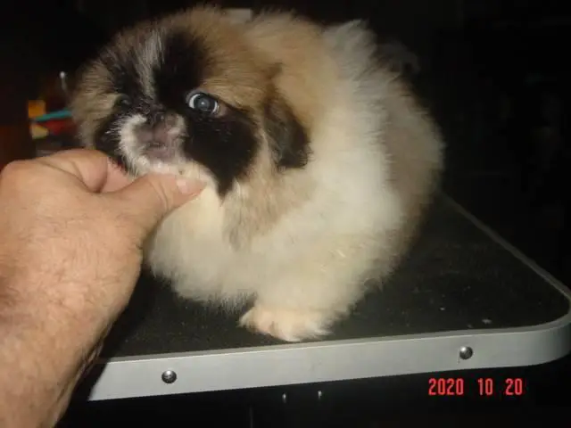 10 weeks old healthy Pekingese puppy for sale - 8/10