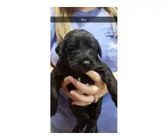 4 F1B Labradoodle Puppies Available - 2