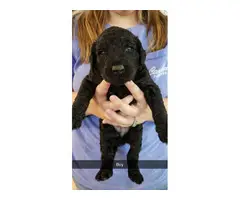 4 F1B Labradoodle Puppies Available - 3