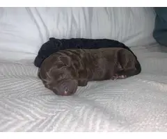 4 F1B Labradoodle Puppies Available - 4