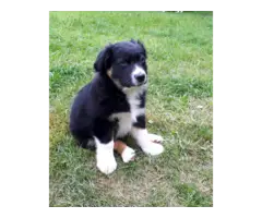 Male Aussie Pup For Adoption