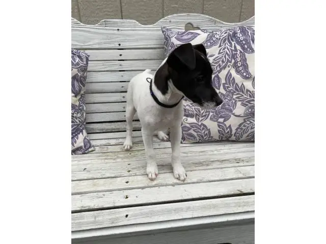 Purebred female Jack Russell puppy