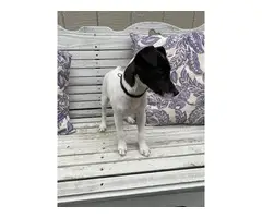 Purebred female Jack Russell puppy
